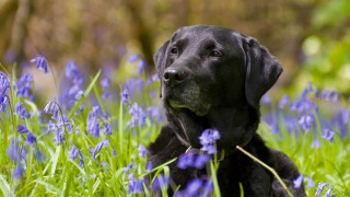 Black dog laying blue flowers - blue flower free wallpaper for desktop