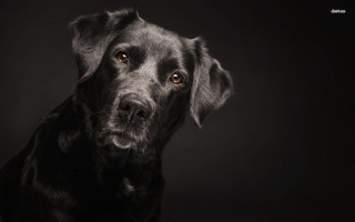 Black dog sad looking camera 2 - a black dog free wallpaper