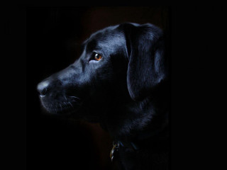 Black dog collar looking distance - chiaroscuro free wallpaper