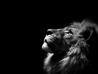 Lion looking up black background - regal free wallpaper