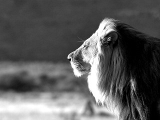 Lion looking away black white - a lion free wallpaper