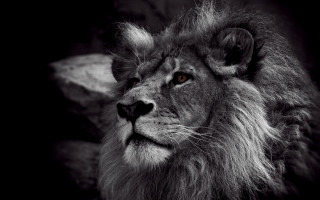 Lion black white photo rock - animal free wallpaper for desktop