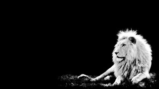 Lion laying dark head turned - the ground in the dark free wallpaper