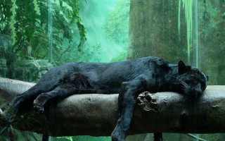 Black cat sleeping log forest 2 - a waterfall in the background free wallpaper for desktop