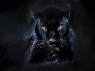 Black panther yellow eyes black - a black panther free wallpaper