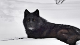 Black wolf snow looking sad - a black wolf free wallpaper