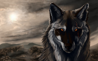Wolf orange eyes grass rocks - a wolf free wallpaper