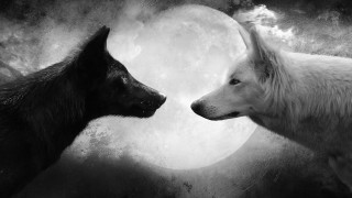 Dogs facing full moon sky - two dog free wallpaper for desktop