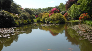 Pond fish trees flowers park - plein air free wallpaper