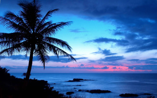 Palm tree silhouette sunset ocean 2 - against a sunset over the ocean free wallpaper