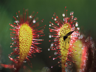 Fly flower water droplets green - a green background behind free wallpaper for desktop