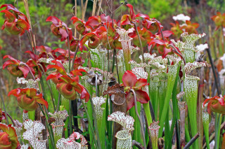 Flowers grass plants background bushes - the grass together free wallpaper