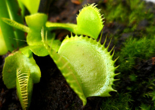 Plant moss leaves nature macro - free nature wallpaper