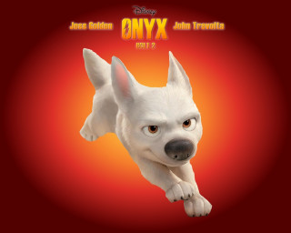 White dog red background yellow - yellow background free wallpaper