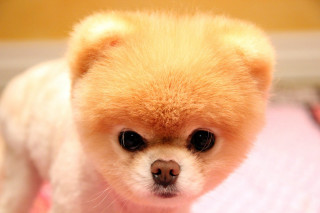 Small dog fluffy head serious - fluffy free wallpaper for desktop