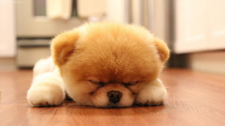 Small brown dog lying wooden - a wooden floor next free wallpaper