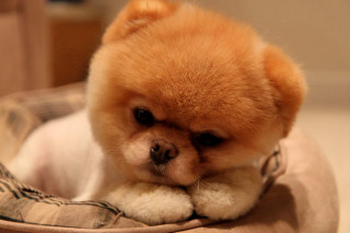 Small dog sitting bed sad - adorable free wallpaper