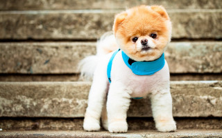 Small dog blue collar steps - a blue collar free wallpaper