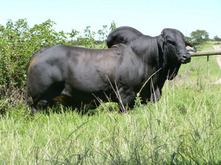 Black bull field fence bushes - muscular free wallpaper