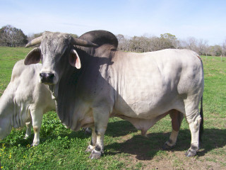 Cows field trees background grass - candido bido free wallpaper