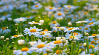 White yellow flower field macro 2 - yellow center free wallpaper for desktop