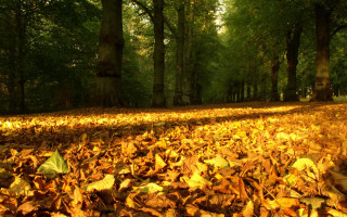 Leaf covered forest trees leaves - forest free wallpaper