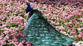 Peacock field flowers tail feathers - a peacock free wallpaper