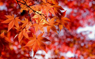 Tree red leaves white sky - a white sky in the background free wallpaper