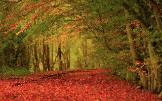 Forest path red leaves trees - red leaf free wallpaper