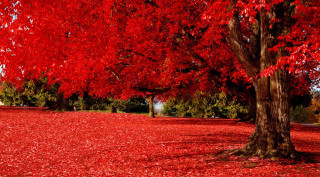Park red leaves bench autumn - the ground and trees free wallpaper for desktop