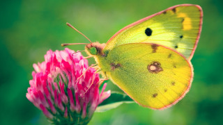 Yellow butterfly pink flower grass - a. hoffmann free wallpaper