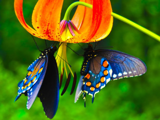 Butterflies flower macro nature blurry - green background free wallpaper for desktop