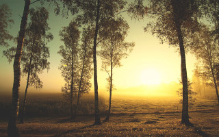 Field trees sun fog air - e. william gollings free wallpaper for desktop