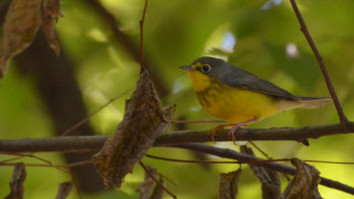 Small yellow bird perched branch - david budd free wallpaper