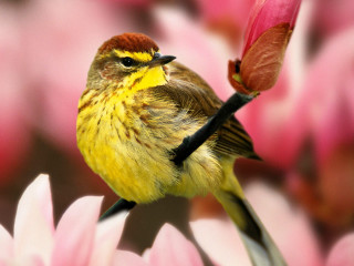 Small bird flower red background - a pink flower in the foreground free wallpaper