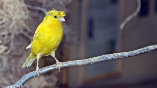 Yellow bird perched branch tree - primitivism free wallpaper