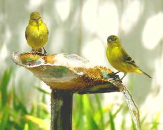 Yellow birds bird bath garden - a white wall behind them free wallpaper