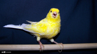 Yellow bird rococo night starry - a yellow bird free wallpaper