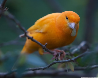 Yellow bird branch tree leaves - the background and a blurry background free wallpaper