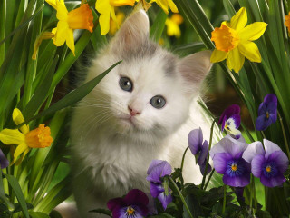 Kitten hiding flowers blue eyes - a white face free wallpaper