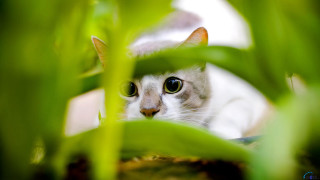 Curious cat peeking leaves sharp - sharp focus free wallpaper