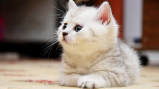 Small white kitten sad looking - a small white kitten free wallpaper