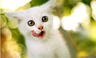 White kitten red tongue looking - a red tongue free wallpaper