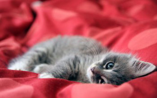 Kitten red blanket bed sheets - vanita free wallpaper
