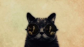 Cat glasses man reflection pop - a cat free wallpaper