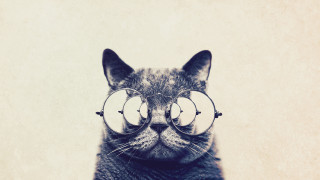 Cat glasses face behind image - sophisticated free wallpaper