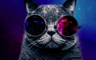 Cat sunglasses space face purple - a cat free wallpaper for desktop