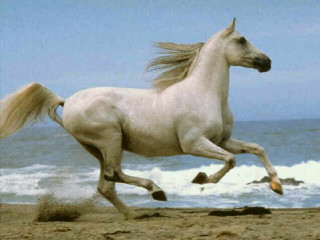 White horse running beach ocean - surrealism free wallpaper