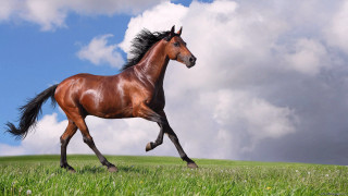 Horse running field grass cloudy - majestic free wallpaper