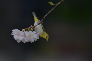 Bird perched branch flowers blurry - nature photography free wallpaper